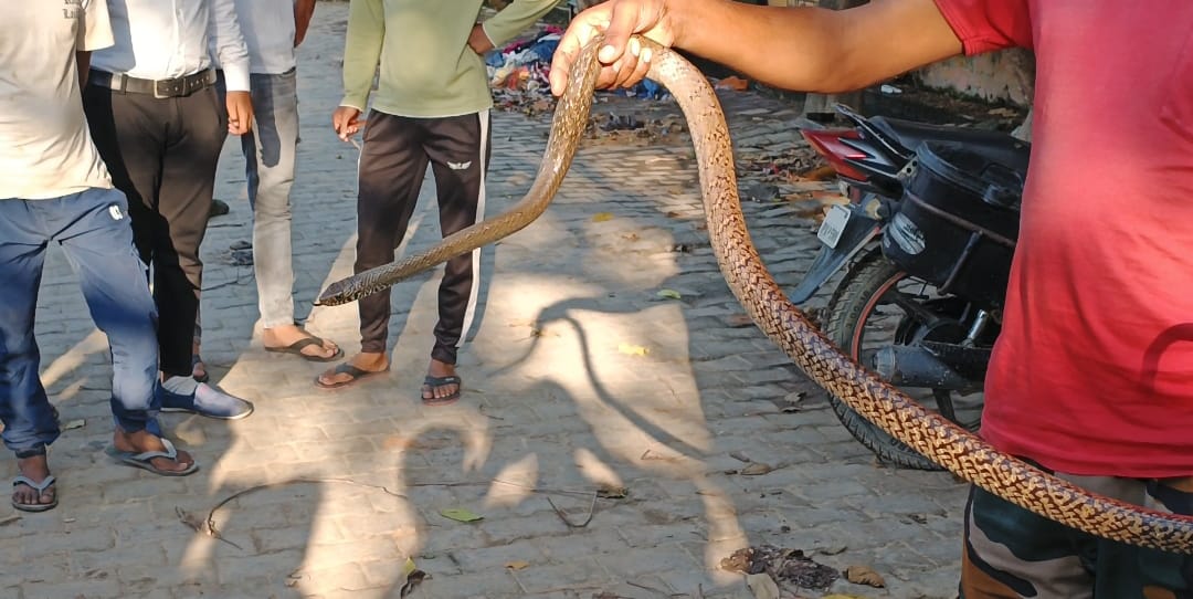 जिला महिला अस्पताल के गेट के पास सात फुट लंबा सांप दिखने से हड़कंप,वन विभाग की टीम ने पकड़ा