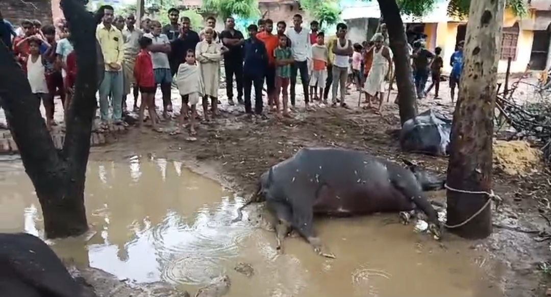 आकाशीय बिजली गिरने से दो भैंसों की मौत