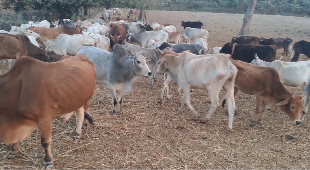 गौशाला में गोवंशों को मिल रहा है सूखा पुआल,भूख प्यास से मर रहे हैं गोवंश