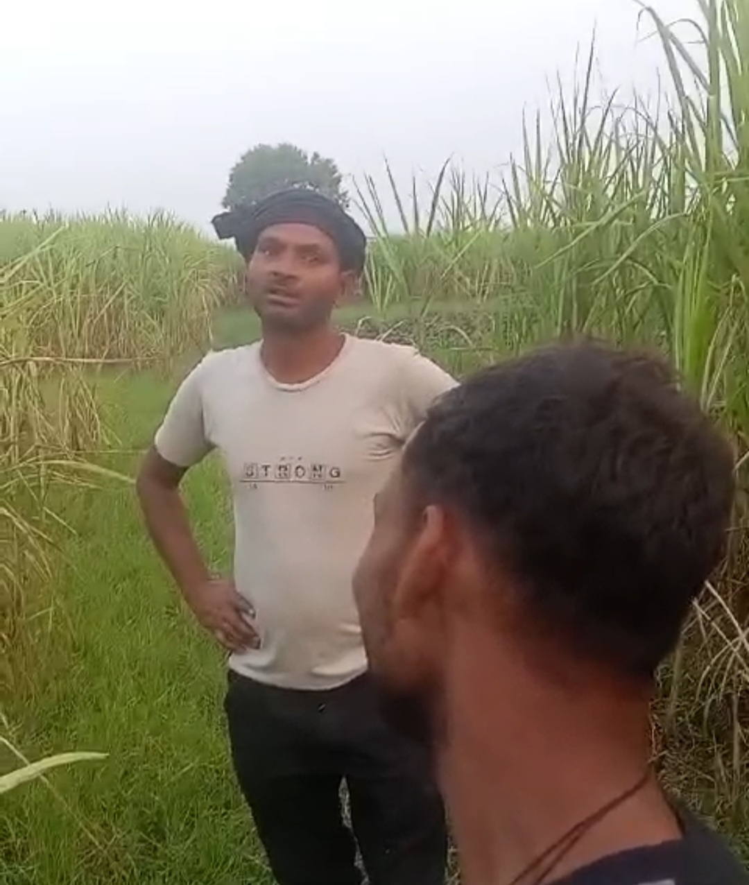गन्ने के खेत में कच्ची शराब बेचने का वीडियो वायरल